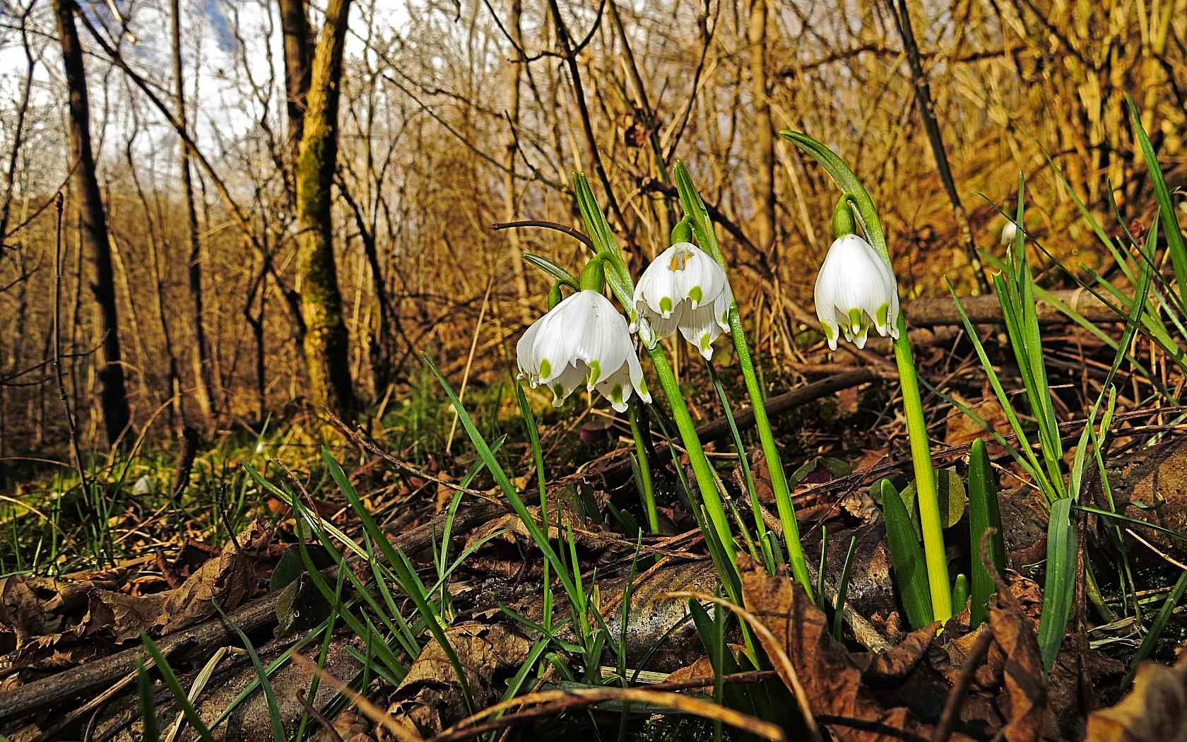Le ultime arrivate tra le piante gi� fiorite